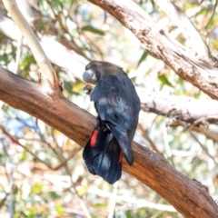 Calyptorhynchus lathami at Wingello, NSW - 18 Jun 2022