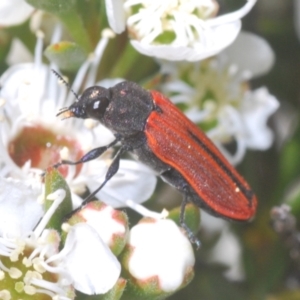 Castiarina erythroptera at Stromlo, ACT - 8 Dec 2020