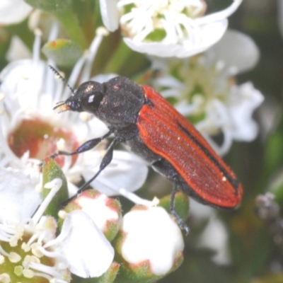 Castiarina erythroptera (Lycid Mimic Jewel Beetle) at Stromlo, ACT - 8 Dec 2020 by Harrisi
