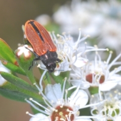 Castiarina erythroptera at Stromlo, ACT - 8 Dec 2020 12:58 PM