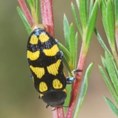 Castiarina octospilota (A Jewel Beetle) at Block 402 - 8 Dec 2020 by Harrisi