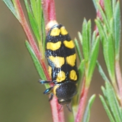 Castiarina octospilota at Stromlo, ACT - 8 Dec 2020