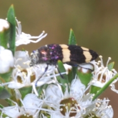 Castiarina vicina (Vicina jewel beetle) at Block 402 - 8 Dec 2020 by Harrisi