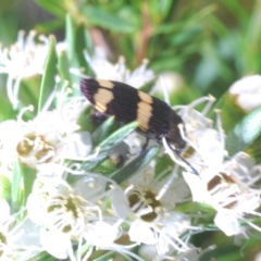 Castiarina vicina at Stromlo, ACT - 8 Dec 2020