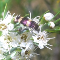 Castiarina vicina at Stromlo, ACT - 8 Dec 2020