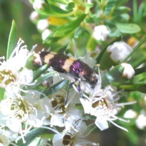 Castiarina vicina at Stromlo, ACT - 8 Dec 2020