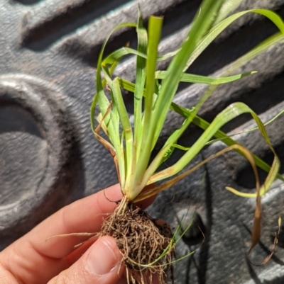 Sisyrinchium micranthum at Williamsdale, NSW - 17 Jun 2022 by mainsprite