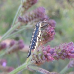 Rhinotia sp. in semipunctata group at Paddys River, ACT - 13 Feb 2022