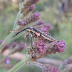 Rhinotia sp. in semipunctata group at Paddys River, ACT - 13 Feb 2022