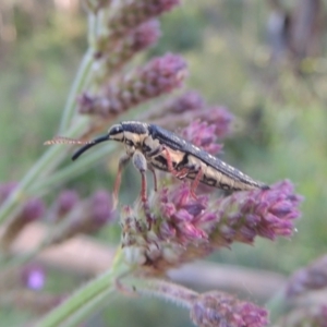 Rhinotia sp. in semipunctata group at Paddys River, ACT - 13 Feb 2022 05:27 PM