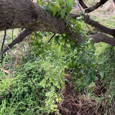 Asparagus asparagoides (Bridal Creeper, Florist's Smilax) at Mount Majura - 20 Jun 2022 by waltraud