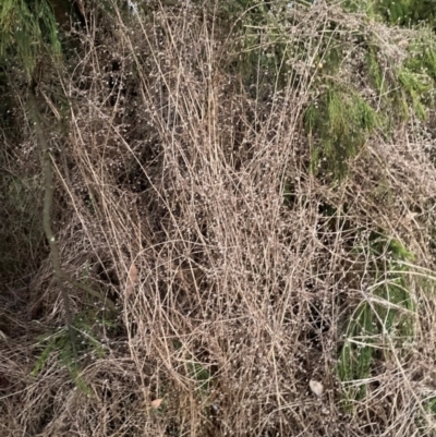 Galium aparine (Goosegrass, Cleavers) at Mount Majura - 20 Jun 2022 by waltraud
