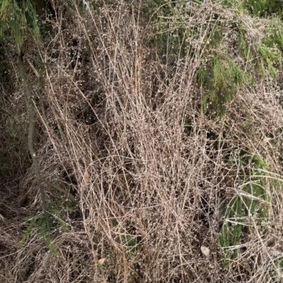 Galium aparine (Goosegrass, Cleavers) at Watson, ACT - 20 Jun 2022 by waltraud