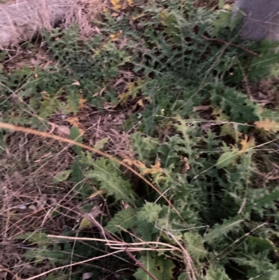 Cirsium vulgare (Spear Thistle) at Mount Majura - 20 Jun 2022 by waltraud