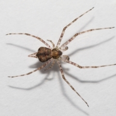 Tamopsis sp. (genus) (Two-tailed spider) at Evatt, ACT - 12 Jun 2022 by TimL