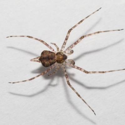Tamopsis sp. (genus) (Two-tailed spider) at Evatt, ACT - 12 Jun 2022 by TimL
