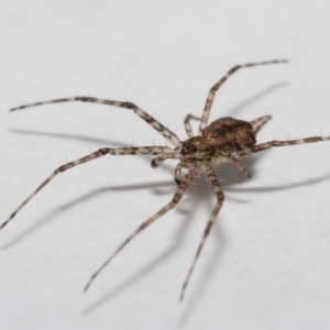 Tamopsis sp. (genus) at Evatt, ACT - 12 Jun 2022 01:49 PM