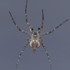 Tamopsis sp. (genus) at Evatt, ACT - 12 Jun 2022 01:49 PM