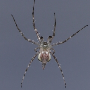 Tamopsis sp. (genus) at Evatt, ACT - 12 Jun 2022 01:49 PM