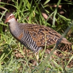 Gallirallus philippensis (Buff-banded Rail) at Port Macquarie, NSW - 21 Jun 2022 by rawshorty