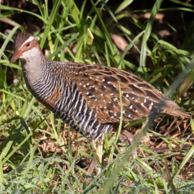 Gallirallus philippensis (Buff-banded Rail) at Port Macquarie, NSW - 21 Jun 2022 by rawshorty