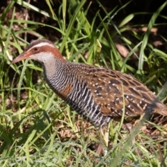 Gallirallus philippensis at Port Macquarie, NSW - 21 Jun 2022 09:27 AM