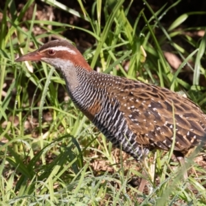 Gallirallus philippensis at Port Macquarie, NSW - 21 Jun 2022