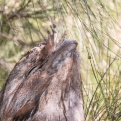 Podargus strigoides (Tawny Frogmouth) at Port Macquarie, NSW - 21 Jun 2022 by rawshorty