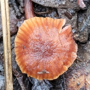 Laccaria sp. at O'Connor, ACT - 21 Jun 2022