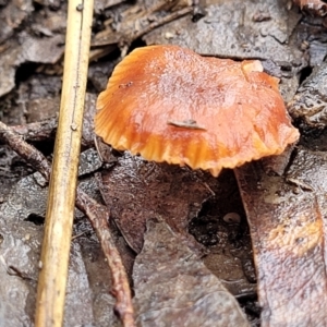 Laccaria sp. at O'Connor, ACT - 21 Jun 2022