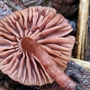 Laccaria sp. at O'Connor, ACT - 21 Jun 2022