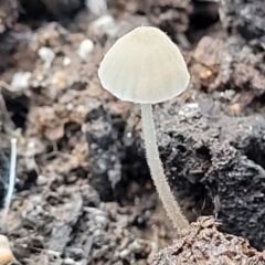 Unverified Cap on a stem; gills below cap [mushrooms or mushroom-like] at O'Connor, ACT - 21 Jun 2022 by trevorpreston