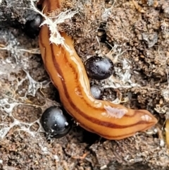 Anzoplana trilineata (A Flatworm) at Bruce Ridge - 21 Jun 2022 by trevorpreston