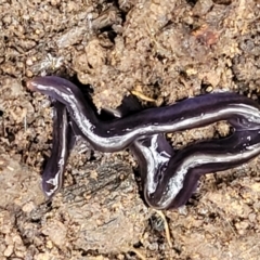 Caenoplana coerulea (Blue Planarian, Blue Garden Flatworm) at Bruce Ridge - 21 Jun 2022 by trevorpreston