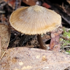 Unidentified Cap on a stem; gills below cap [mushrooms or mushroom-like] (TBC) at O'Connor, ACT - 21 Jun 2022 by trevorpreston