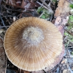 zz agaric (stem; gills white/cream) at O'Connor, ACT - 21 Jun 2022