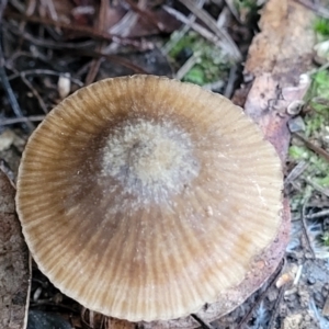 zz agaric (stem; gills white/cream) at O'Connor, ACT - 21 Jun 2022 12:52 PM