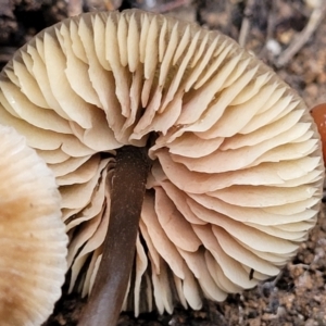 zz agaric (stem; gills white/cream) at O'Connor, ACT - 21 Jun 2022 12:52 PM