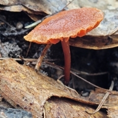 Laccaria sp. (Laccaria) at O'Connor, ACT - 21 Jun 2022 by trevorpreston