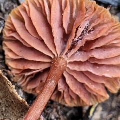 Laccaria sp. at O'Connor, ACT - 21 Jun 2022