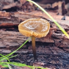 Unidentified Cap on a stem; gills below cap [mushrooms or mushroom-like] at O'Connor, ACT - 21 Jun 2022 by trevorpreston