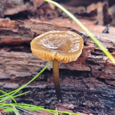 Unidentified Cap on a stem; gills below cap [mushrooms or mushroom-like] at Bruce Ridge - 21 Jun 2022 by trevorpreston