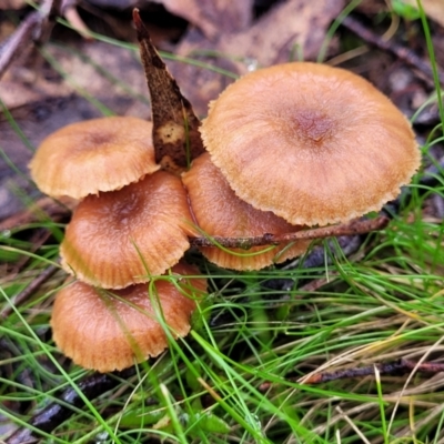 Laccaria sp. (Laccaria) at Bruce Ridge - 21 Jun 2022 by trevorpreston