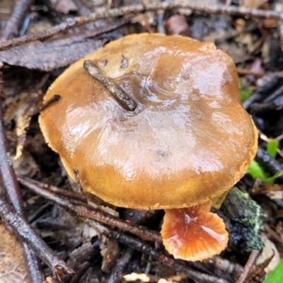 Cortinarius sp. (Cortinarius) at Bruce Ridge - 21 Jun 2022 by trevorpreston