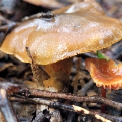 Cortinarius sp. at O'Connor, ACT - 21 Jun 2022 12:55 PM