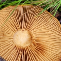 Cortinarius sp. at O'Connor, ACT - 21 Jun 2022