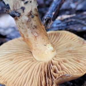 Cortinarius sp. at O'Connor, ACT - 21 Jun 2022