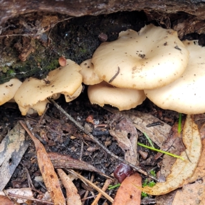 Clitocybe s. l. at Bruce Ridge - 21 Jun 2022 by trevorpreston