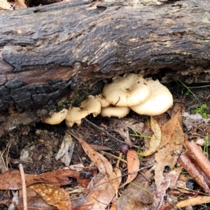 Clitocybe s. l. at O'Connor, ACT - 21 Jun 2022