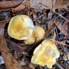 Cortinarius sp. (Cortinarius) at Bruce Ridge - 21 Jun 2022 by trevorpreston